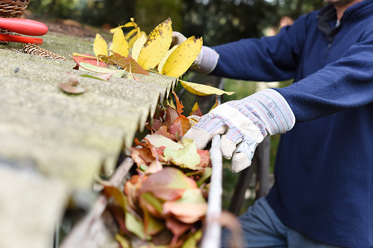 Male wearing gloves clearing gutter full of leaves