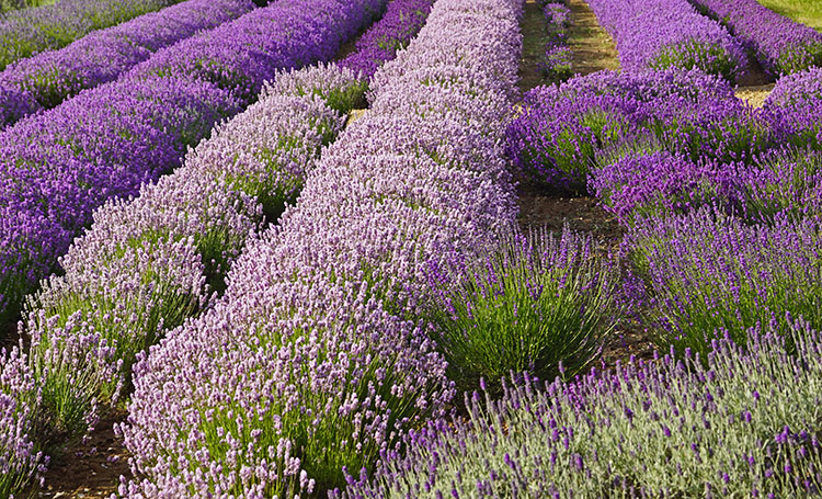 Rows of purple lavender 