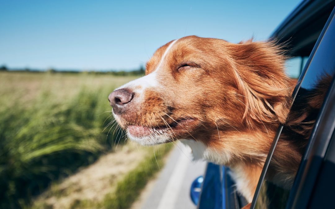 A Golden spaniel with its eyes closed sticking its head out of the car window