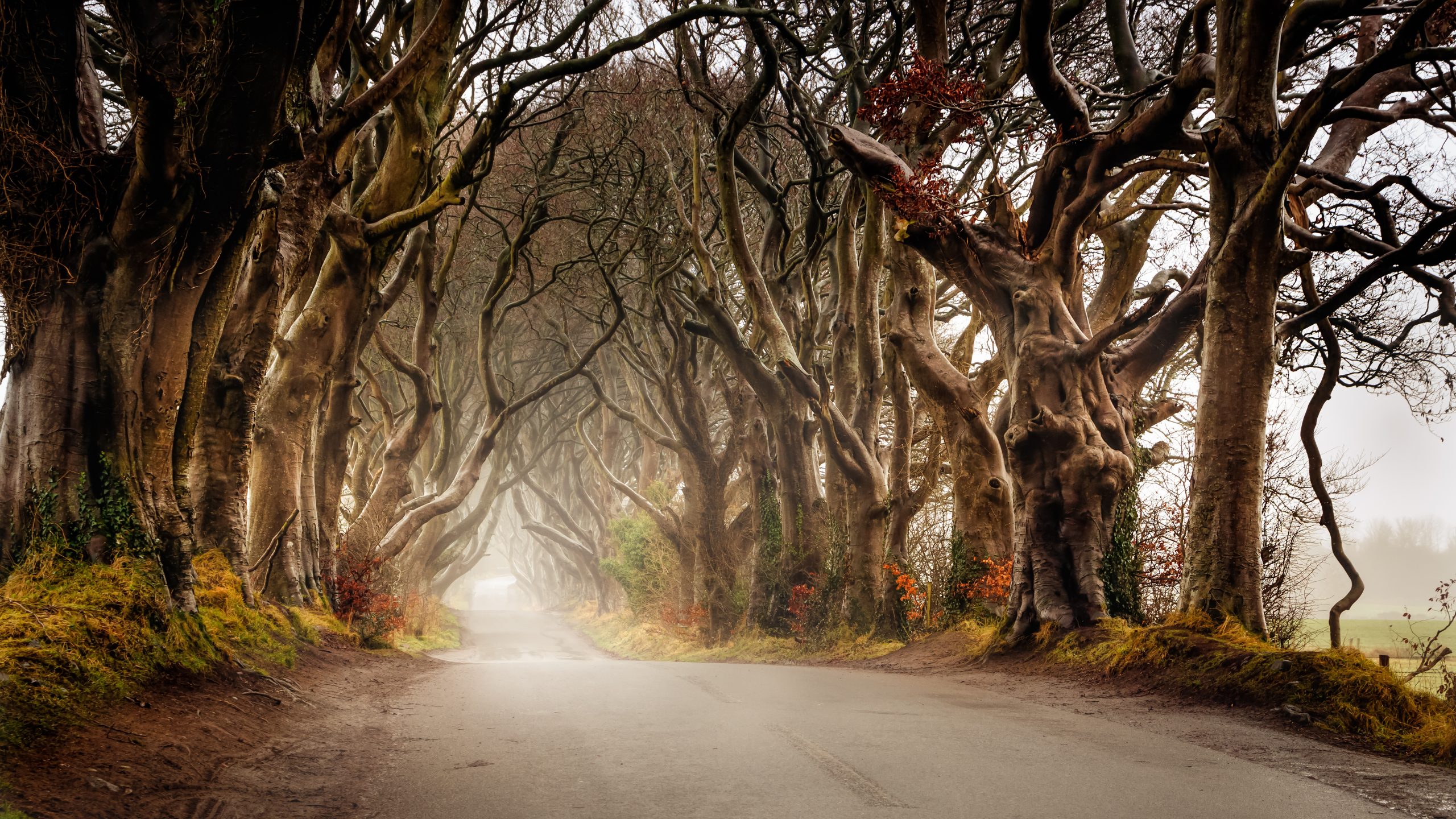 Autumn mist at The Dark Hedges, County Antrim, Northern Ireland. A misty road through intertwining trees