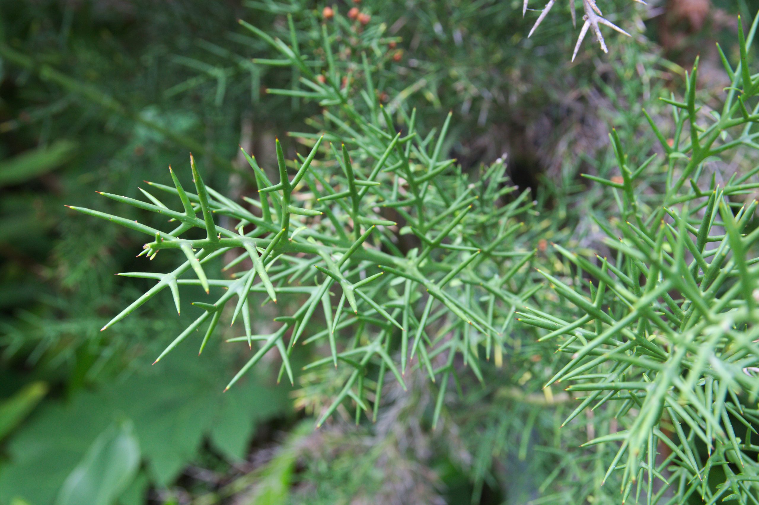 Image of a branch of colletia spinosa, rhamnceae in a botanical garden