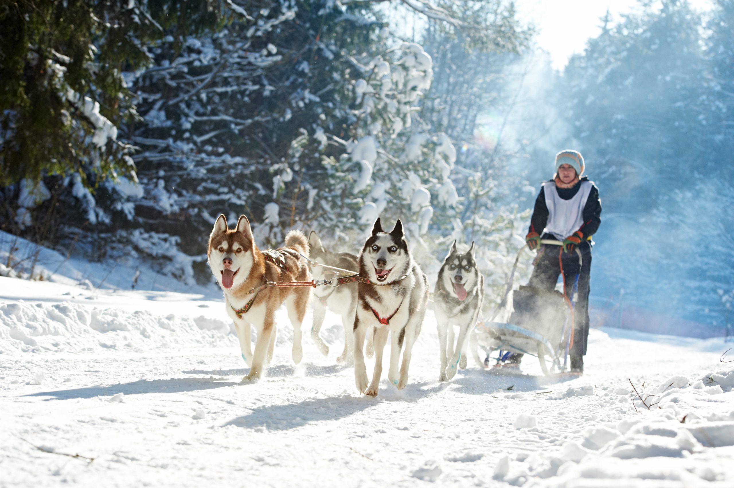Sled dog racing. musher dogteam driver and Siberian husky at snow winter competition race in forest