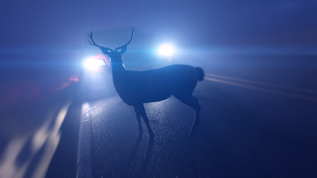 Deer in headlights of car