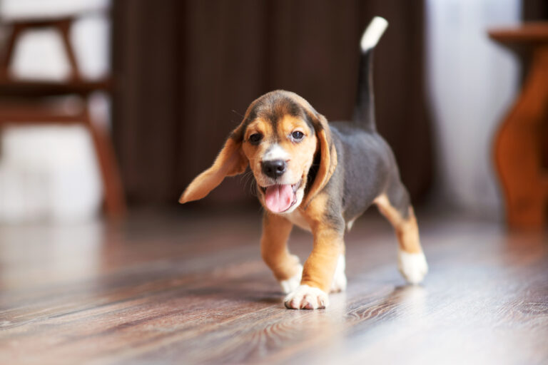 Beagle puppy playing at home on a hardwood floor.