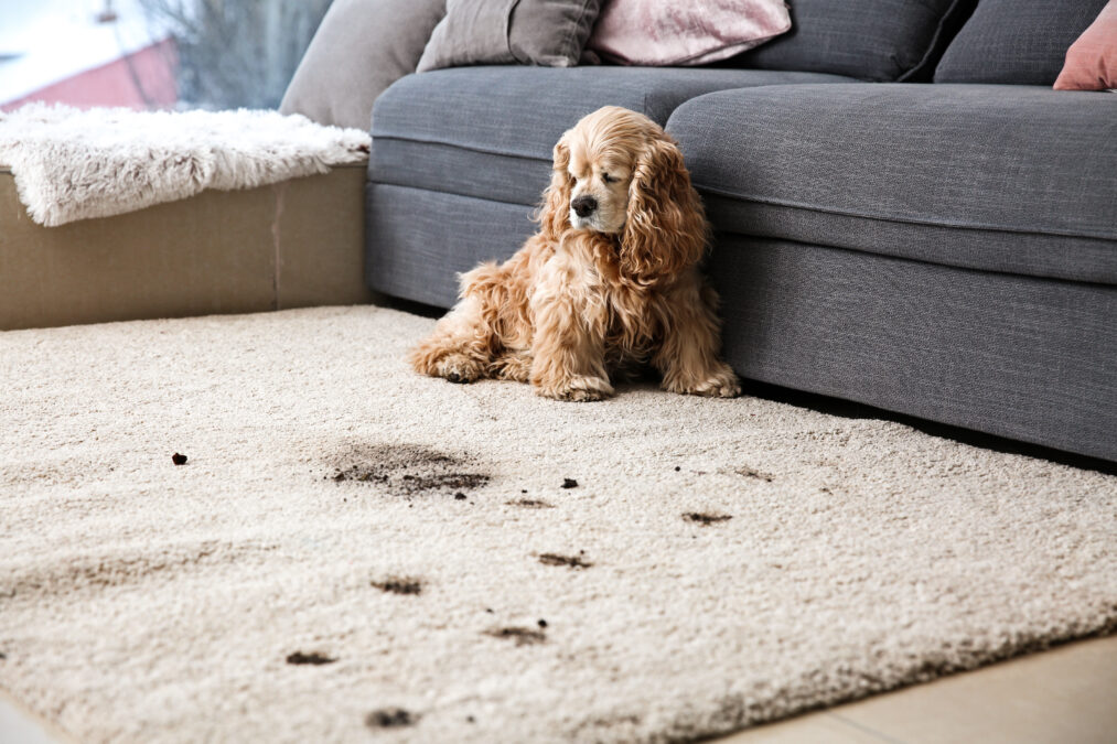 puppy sat on carpet with muddy paw prints on