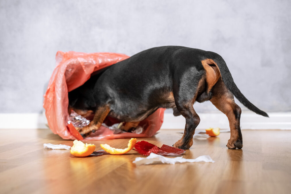 Small black and tan dog rummaging through a bin