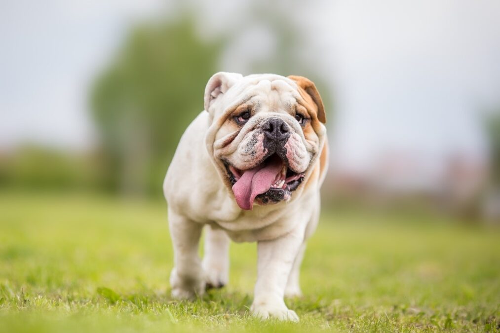 image of bulldog walking on grass
