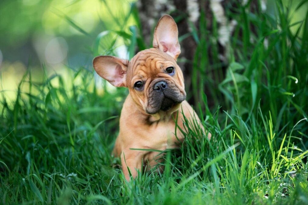 Image of french bulldog in grass
