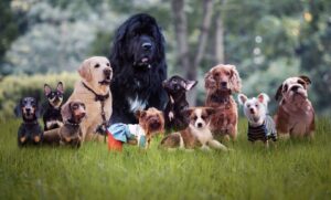 Image of a group of different breeds of dogs