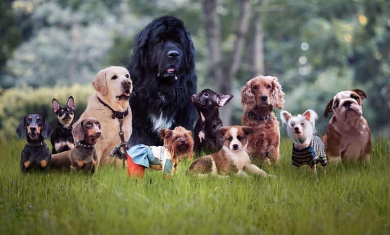 Group of dogs in a field