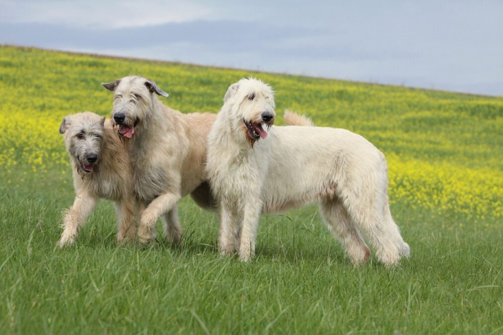 Image of 3x Irish Wolfhounds in a field with yellow flowers