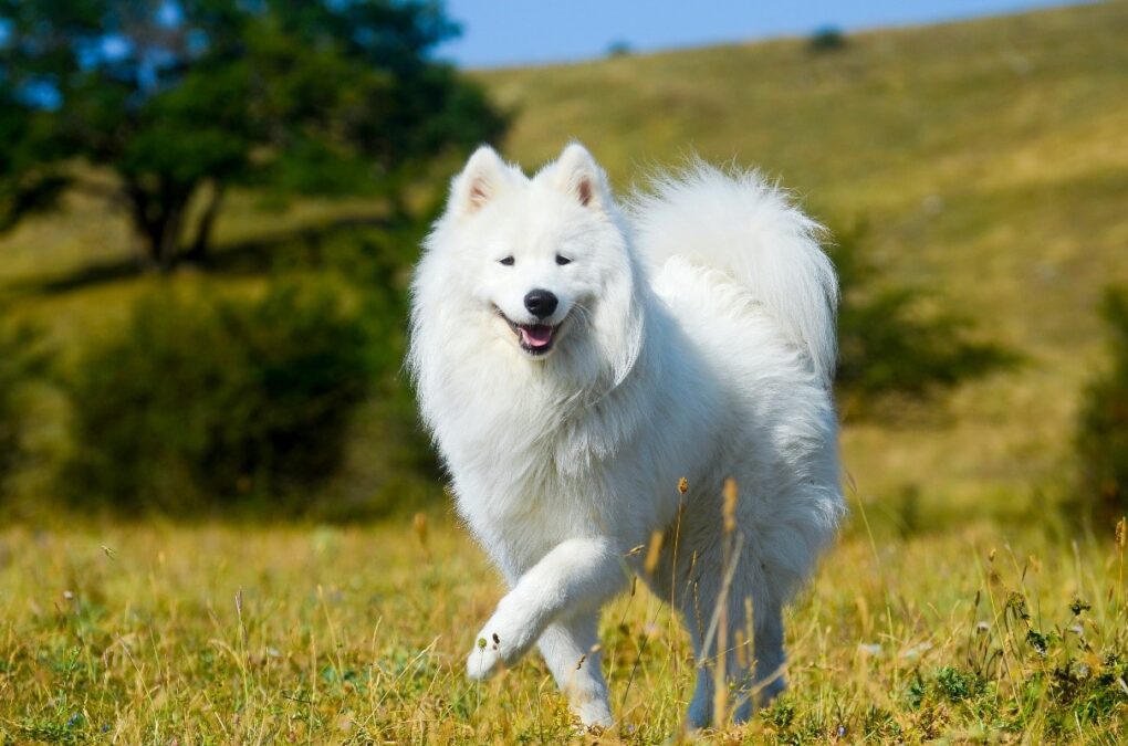 Most expensive pedigree store dog