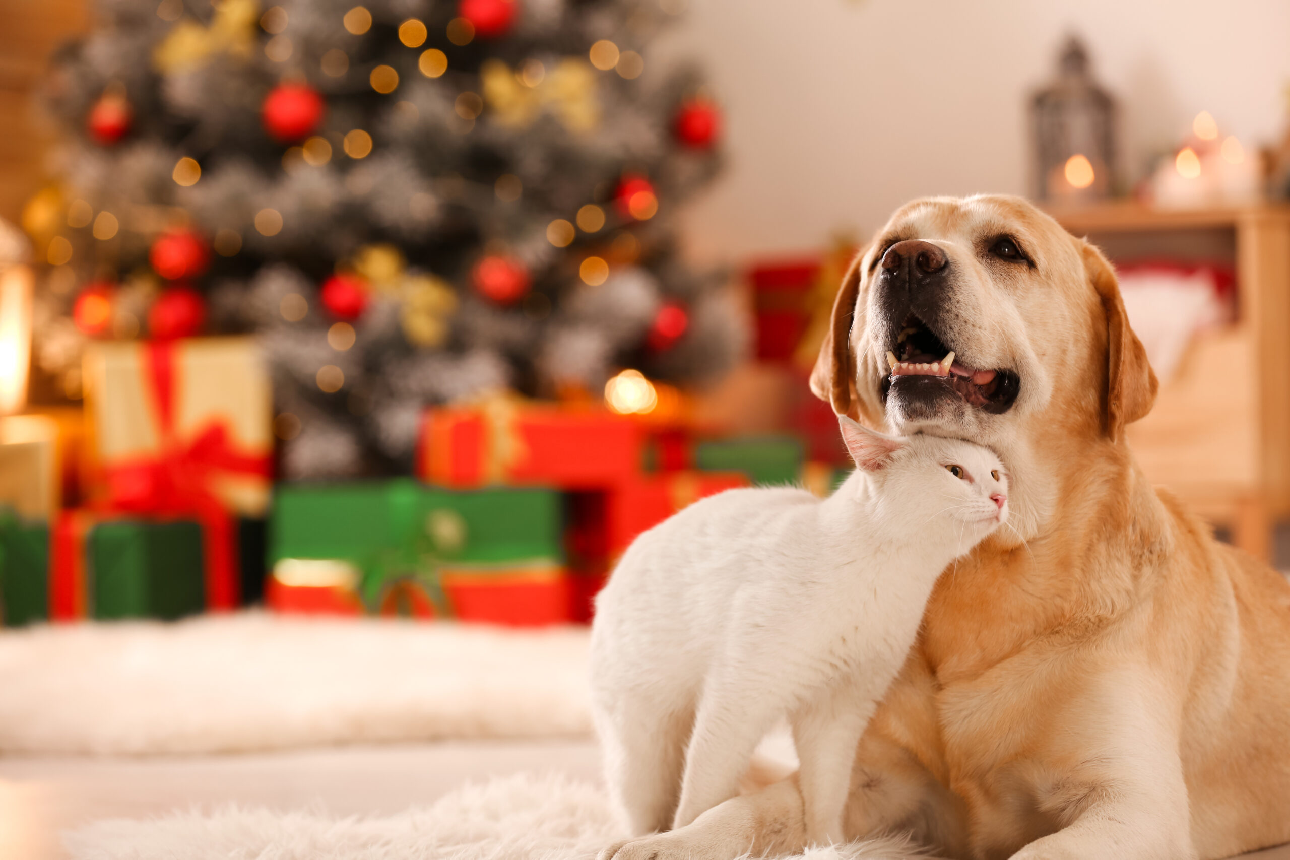 Labrador dog and white short haired cat cuddled up together in room decorated for Christmas, with a Christmas Tree with red lights and green, gold and red presents beneath it