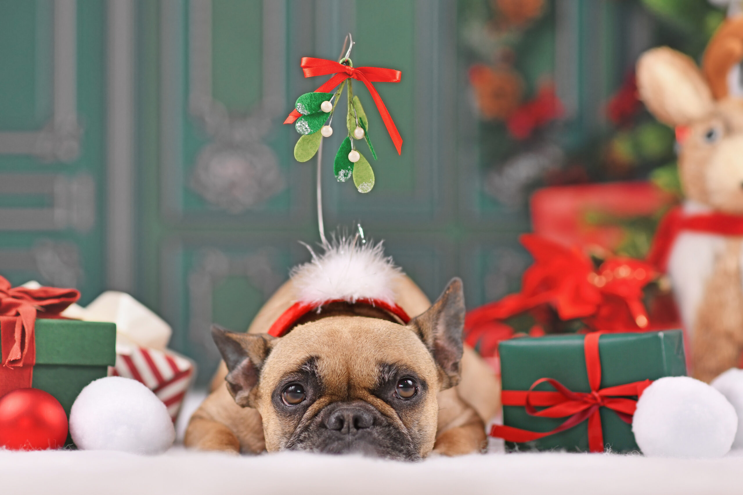 French Bulldog dog wearing Christmas mistletoe headband between festive decoration