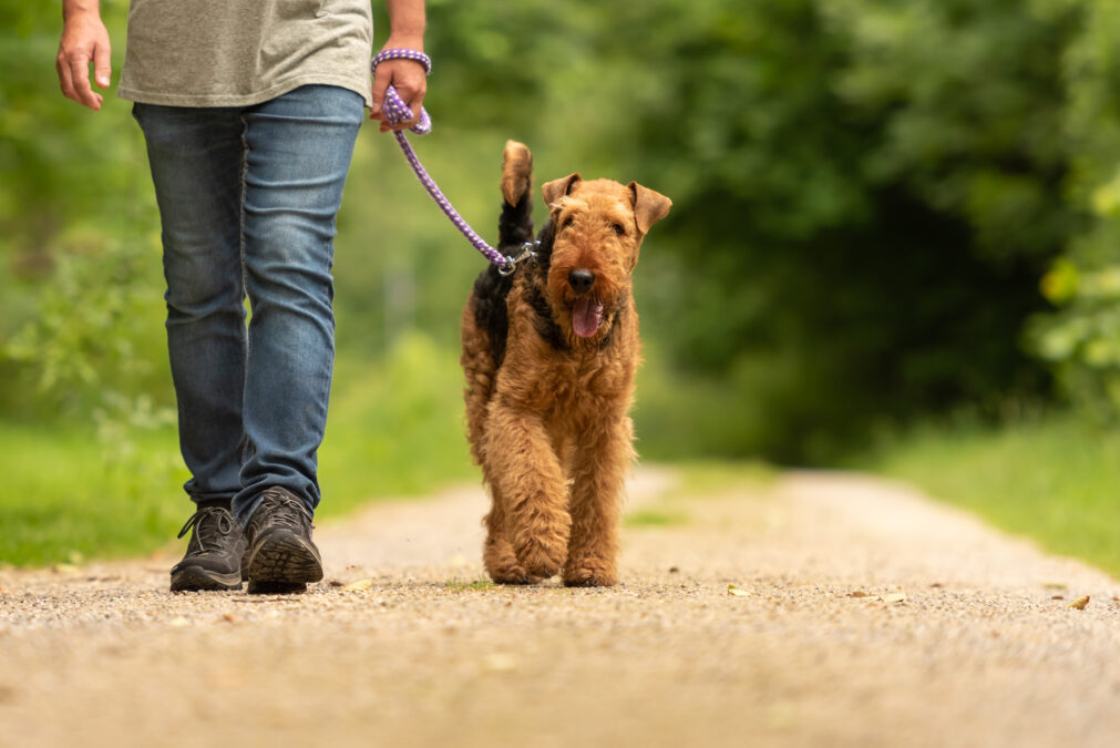 A tan Airedale Terrier with black markings being walked on a purple lease by a male wearing denim jeans  down a path surrounded by greenery. 