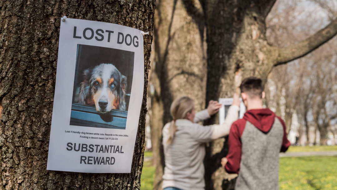 man and a woman are looking for a missing pet, putting up posters