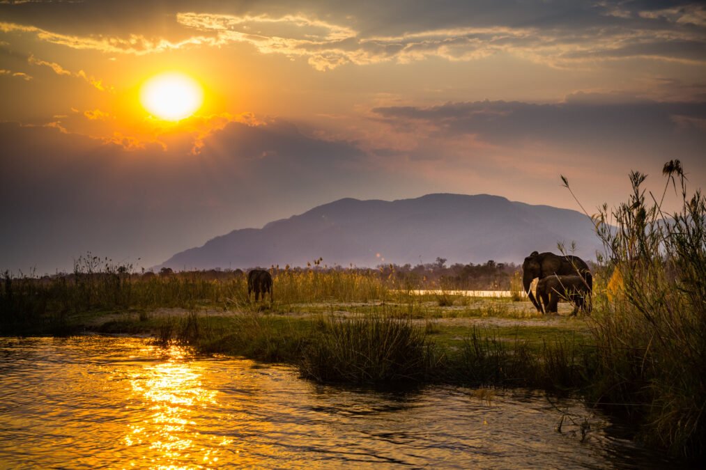A pond with the sunset reflecting off it sounded by greenery and some elephants with a mountain in the background. 