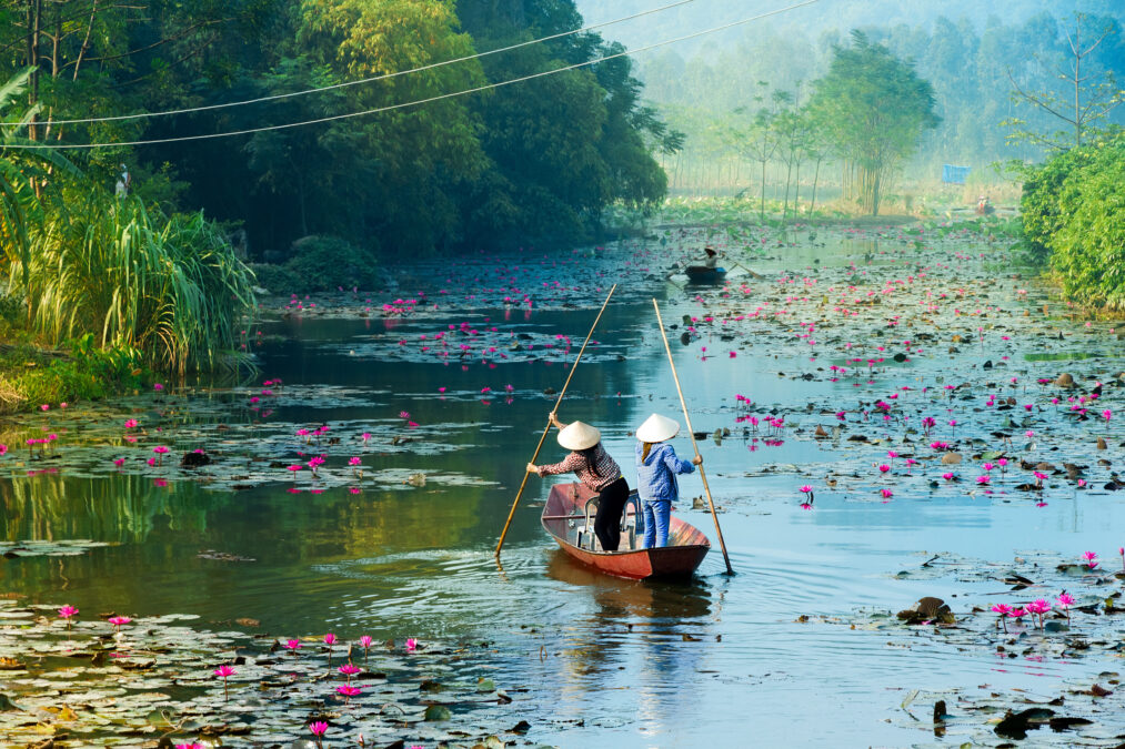 Two people wearing traditional  Vietnamese Nón lá hats stood rowing a boat through a river with pink flowers and lily pads.