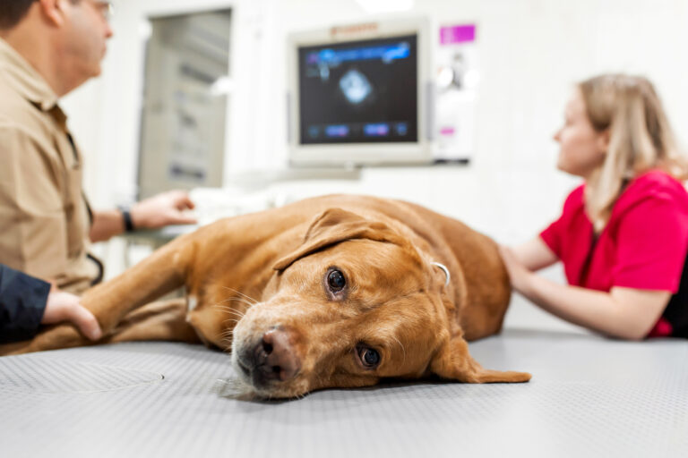 Doctor veterinarian makes ultrasound and cardiogram of the dog's heart in the office. Sick dog breed Labrador looking at the camera close-up.