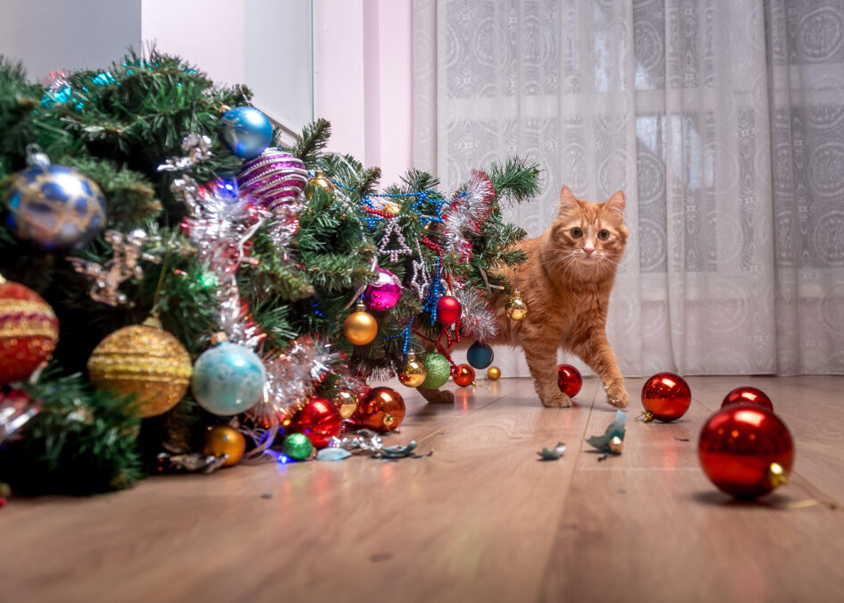 Ginger cat hidden behind fallen Christmas tree. Broken balls on the floor. 