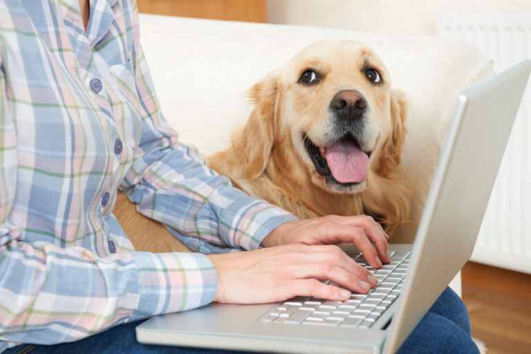 Golden Retriever Dog Sitting Next To Owner Using Laptop