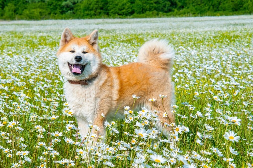 Image of Akita stood in grass surrounded by Daisies.