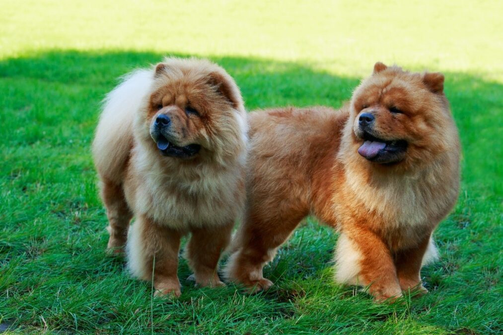 Image of 2 Chow Chows in grass