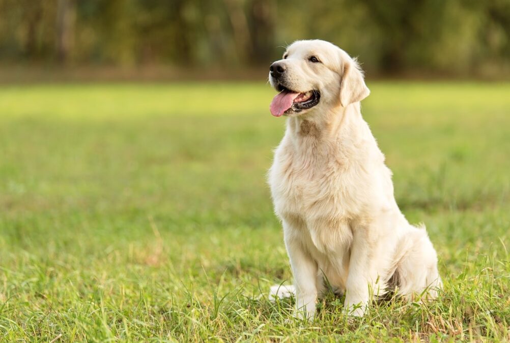 Image of Golden Retriever say in grass