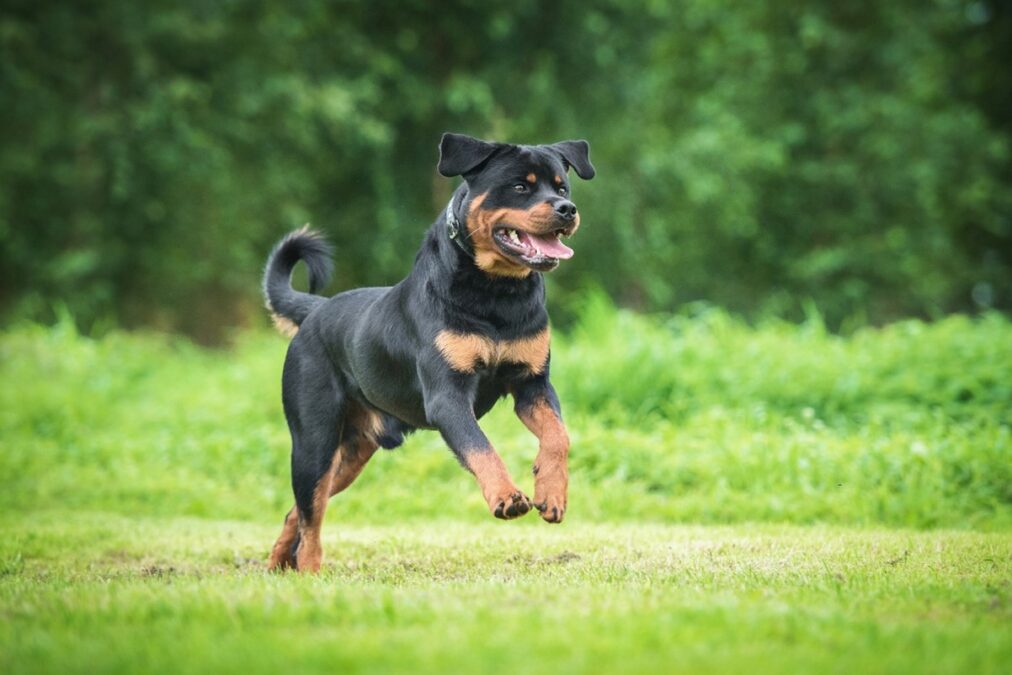 Image of Rottweiler in grass