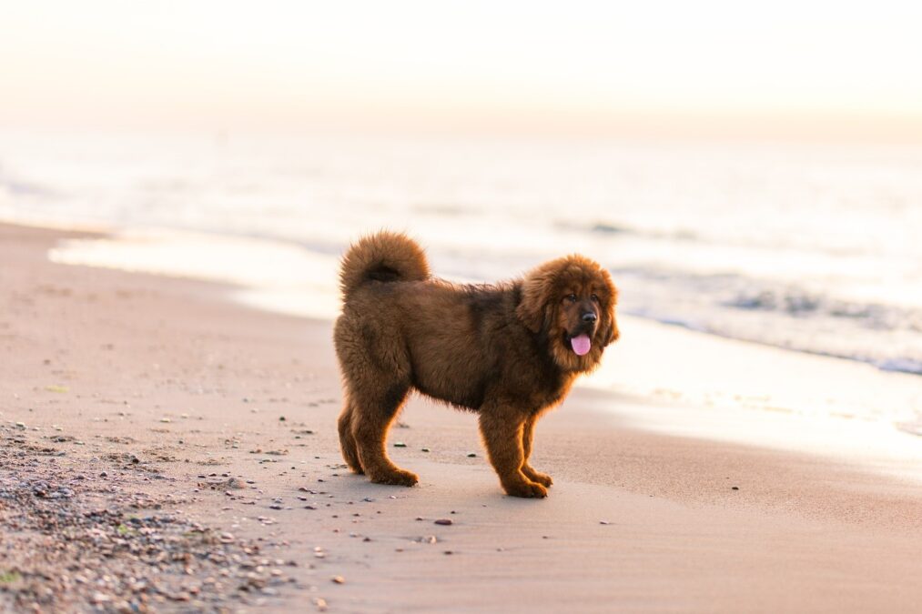 Tibetan Mastiff on a beach