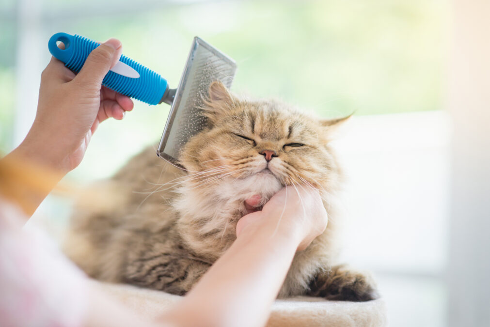 Persian cat being brushed