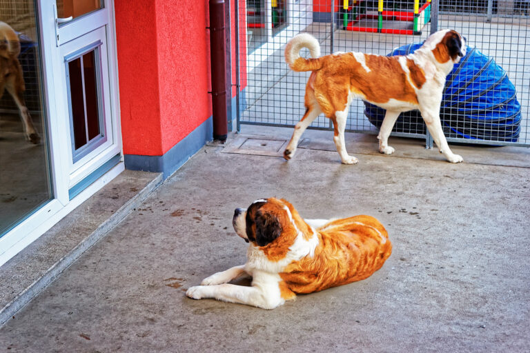 2 Saint Bernard dogs in a kennel