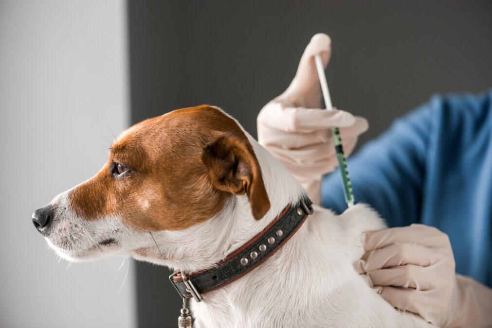 dog being injected by vet