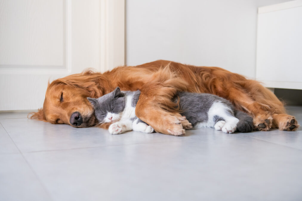 a Cat and dog cuddled up to each other asleep
