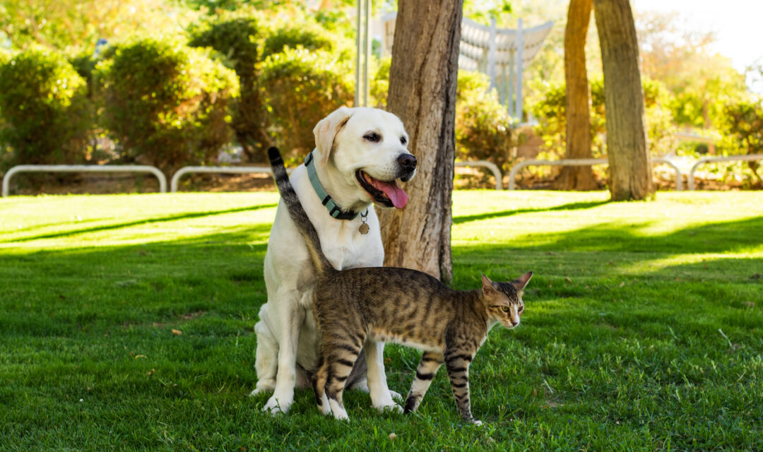 A cat and dog sat under a tree in the shade