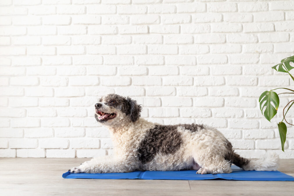Black and white Curley haired dog on a blue cooling mat in front of a white brick wall