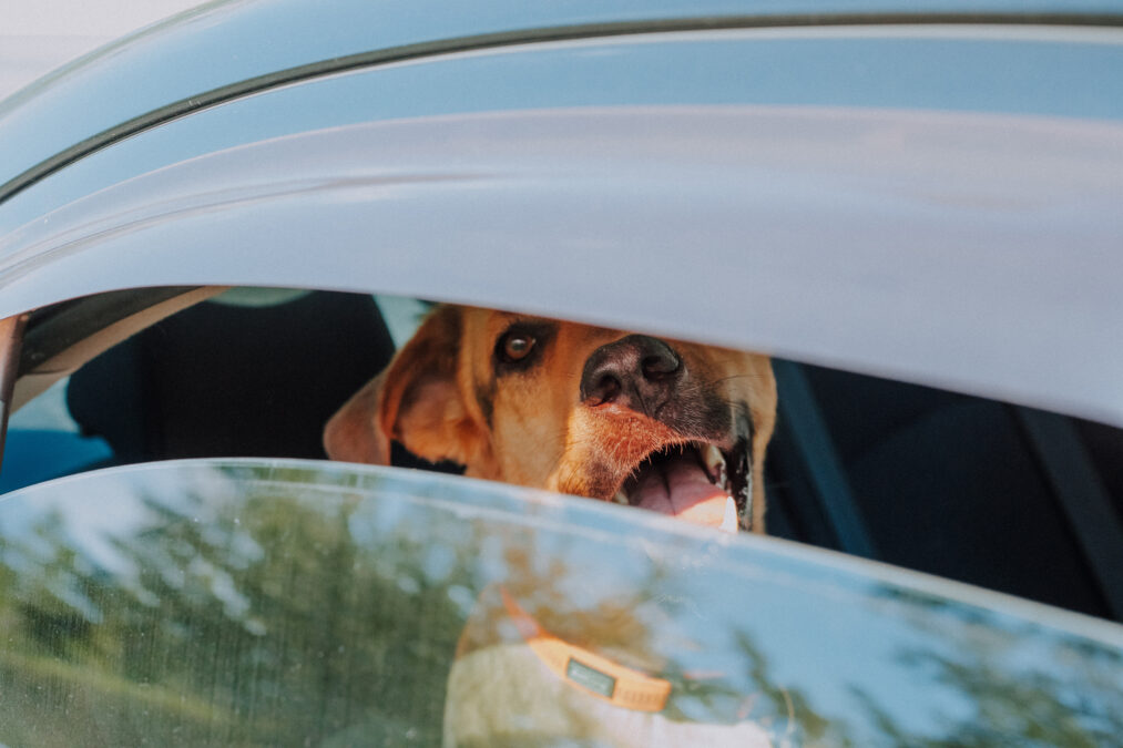 Photo of a dog left in a car during a hot summer day. Animal care. Responsible dog owner