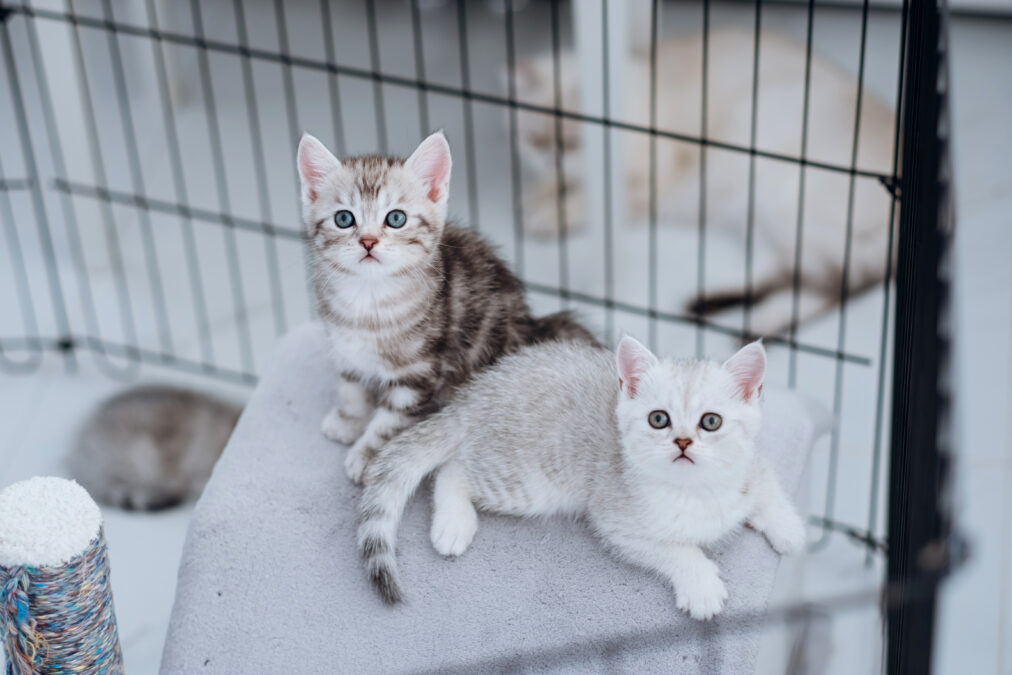 2 two kittens in a cattery pen