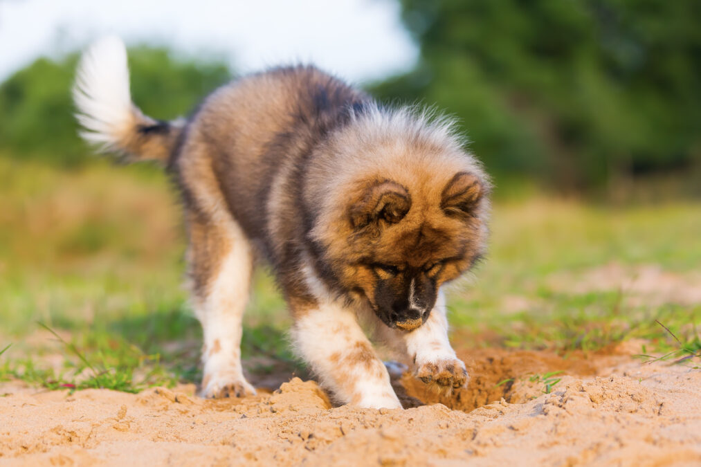picture of a cute elo puppy who digs in a sand pit