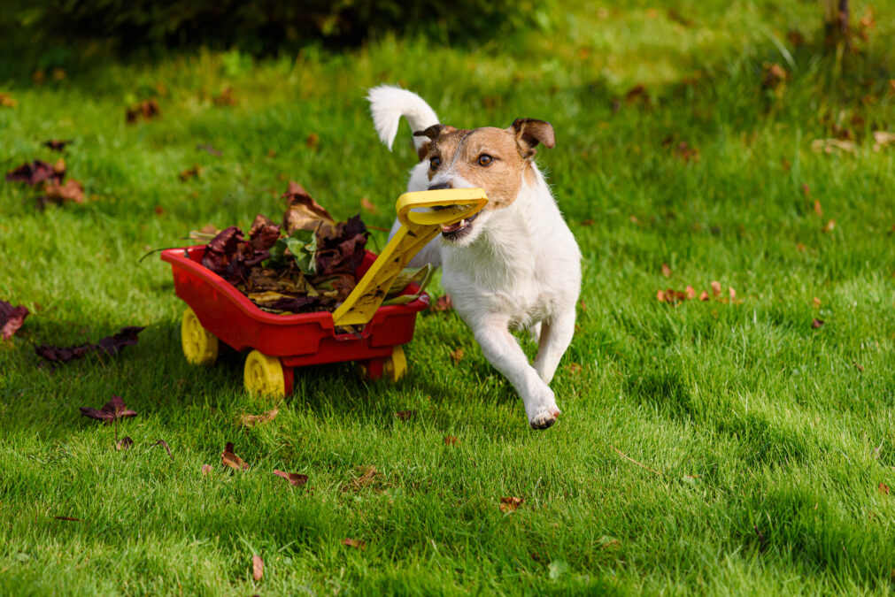 Jack Russell Terrier pulls wheelbarrow