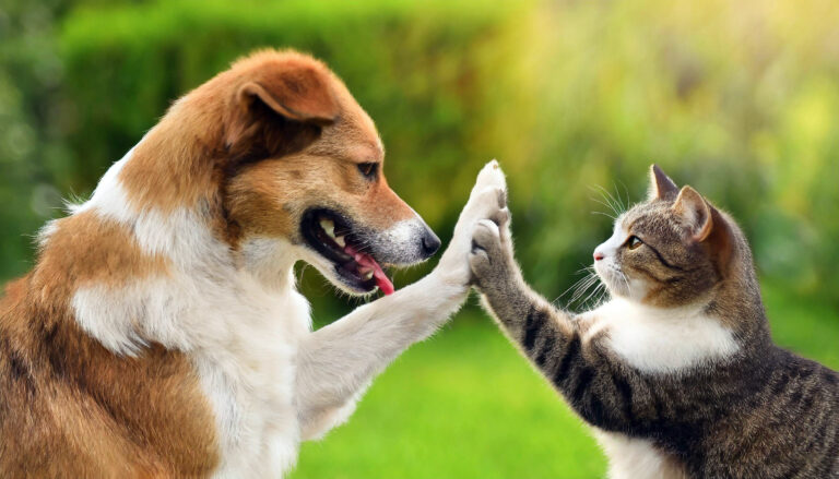 Cat and dog high fiving