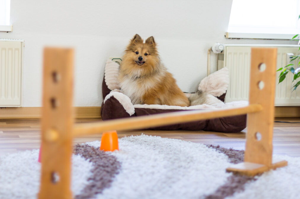 shetland sheepdog sits in front of a obstracle course at homeshetland sheepdog sits in front of a obstracle course at home