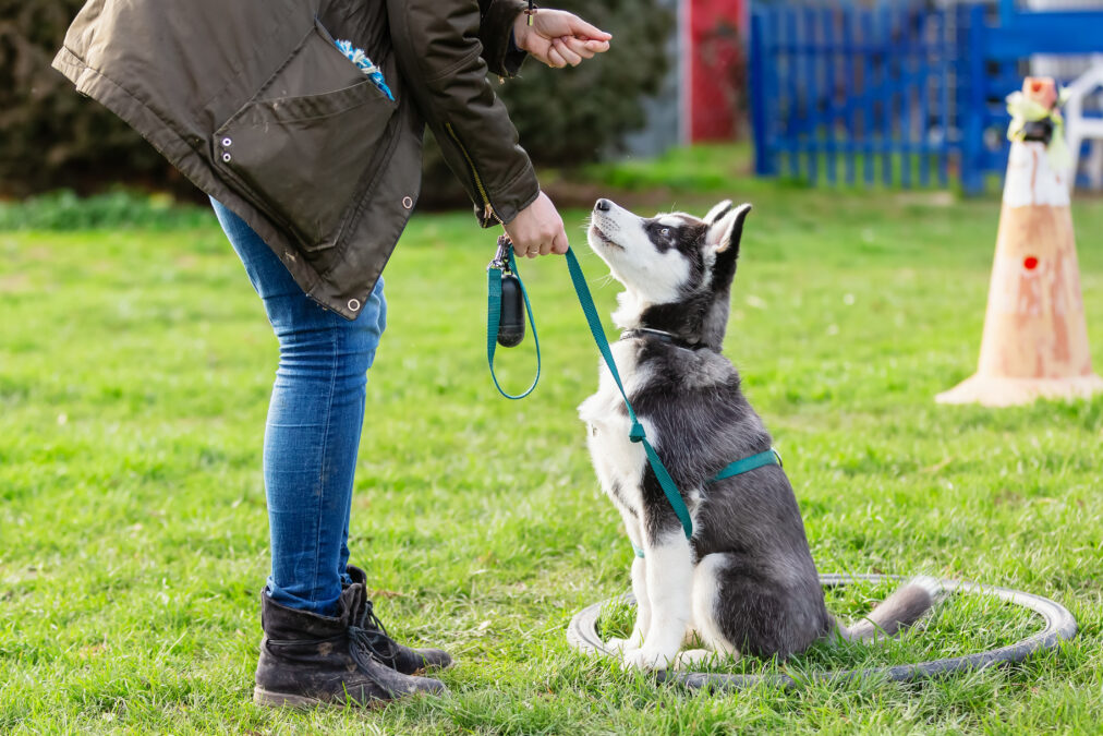 
picture of a woman who trains with a young husky on a dog training field