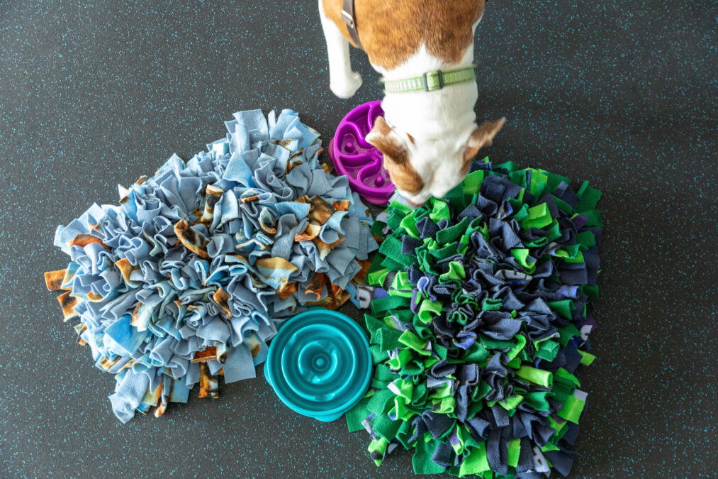 A dog sniffling 2 brightly coloured snuffle mats with treats hidden in them and two slow feeder bowel