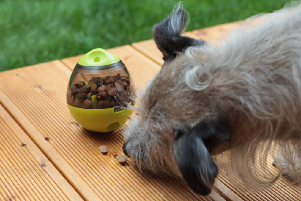 Dog Eating from Interactive Feeder Toy