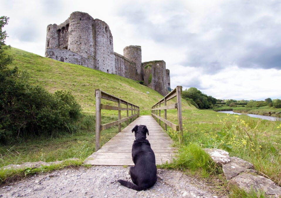 Small black dog looking up at a castle