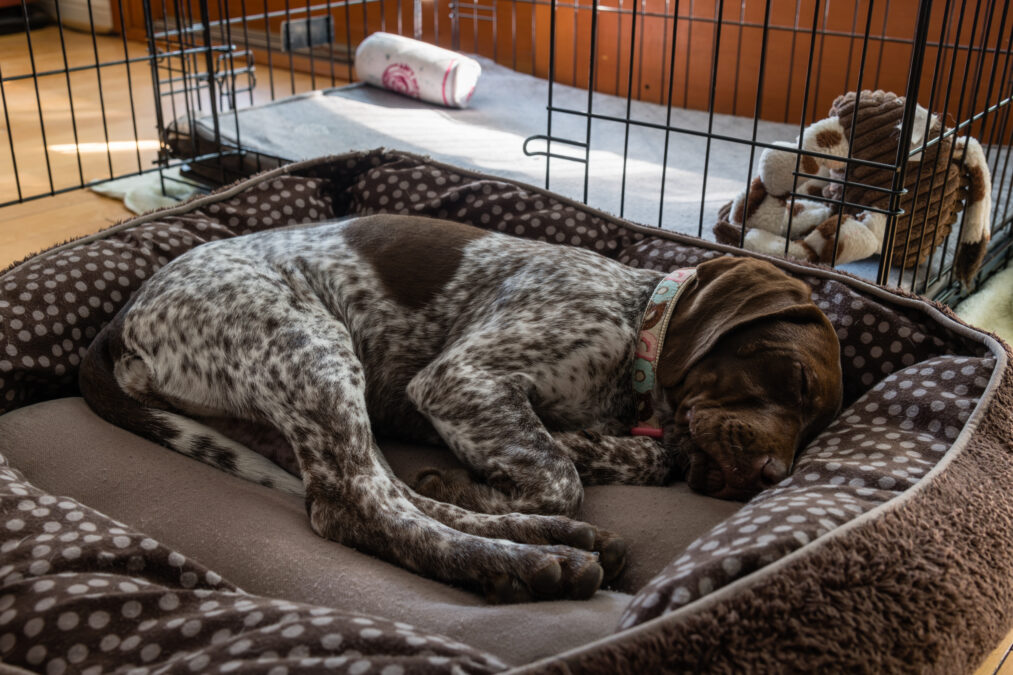 Dog sleeping in comfy bed