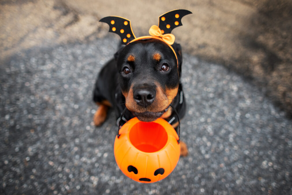 A small Rottweiler wearing black and orange bat ears, carrying a pumpkin candy bucket in its mouth