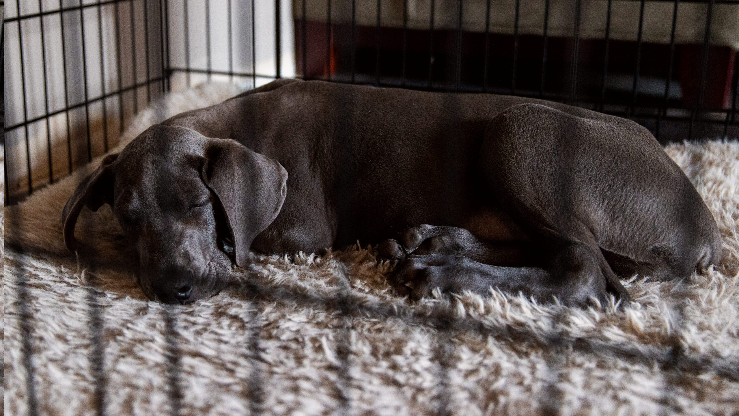 A dog sleeping in a comfy secure crate. 