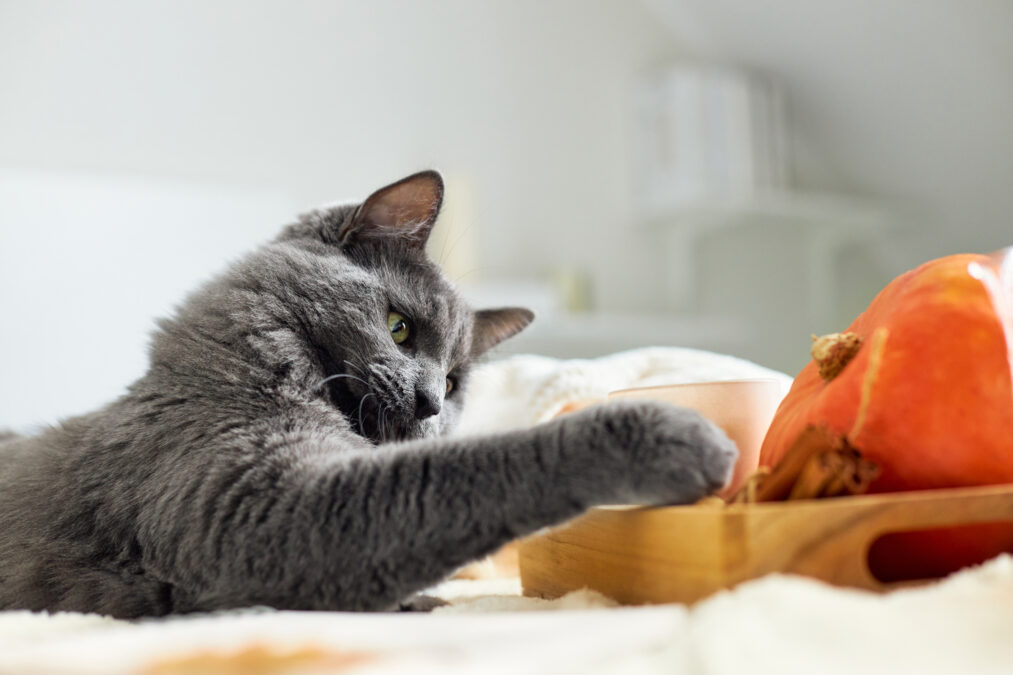 Autumn mood. Cute gray cat touches a candle lying on a beige plaid next to a pumpkin.